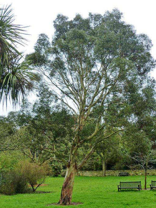 Eucalyptus archeri, gommier des alpes australes, à maturité