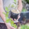 Paederia lanuginosa, plante fromage