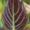 Plante fromage, liane fromage, Paederia lanuginosa