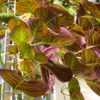 Plante fromage, liane fromage, Paederia lanuginosa