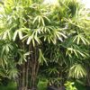 Rhapis excelsa de notre production