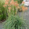 Aloe cooperi en fleurs