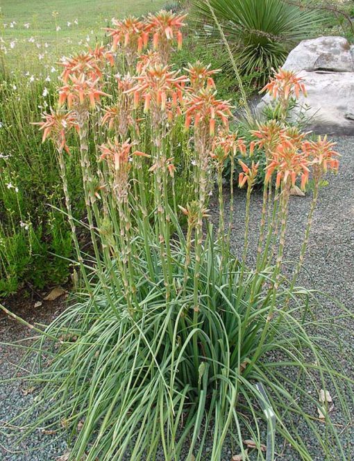 Aloe cooperi en fleurs