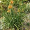Aloe cooperi en fleurs