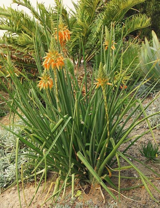 Aloe cooperi en fleurs
