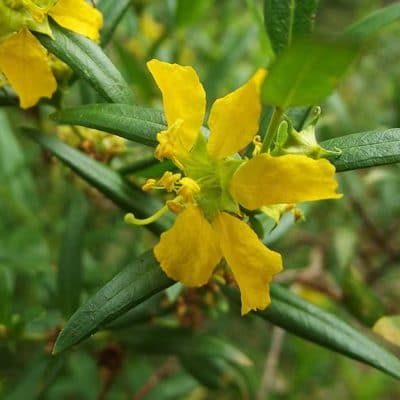Heimia salicifolia, le sinicuichi, en fleurs