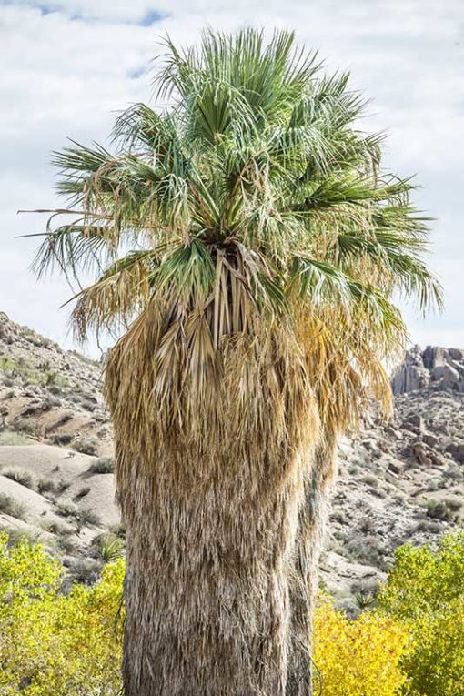 Washingtonia filifera Palm Canyon