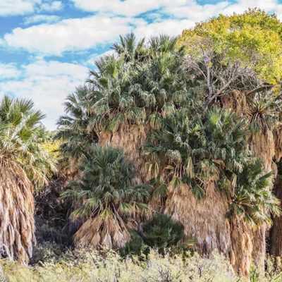 Washingtonia filifera Palm Canyon