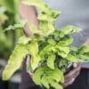 Fougère Dryopteris sieboldii de notre production