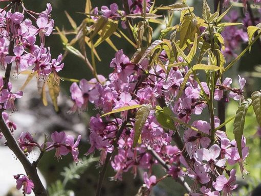 Floraison d'Ungnadia speciosa, le marronnier du Mexique