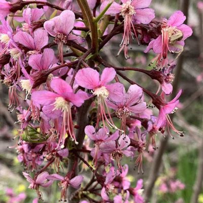 Floraison d'Ungnadia speciosa, le marronnier du Mexique