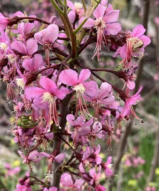 Floraison d'Ungnadia speciosa, le marronnier du Mexique