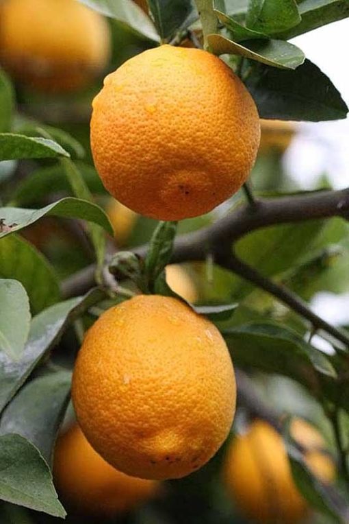 Fruit de Citrus volkameriana, citron Volkamer