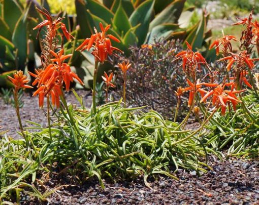 Aloe thompsoniae en fleurs