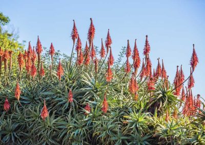 Aloe arborescens en fleurs