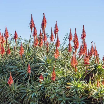 Aloe arborescens en fleurs