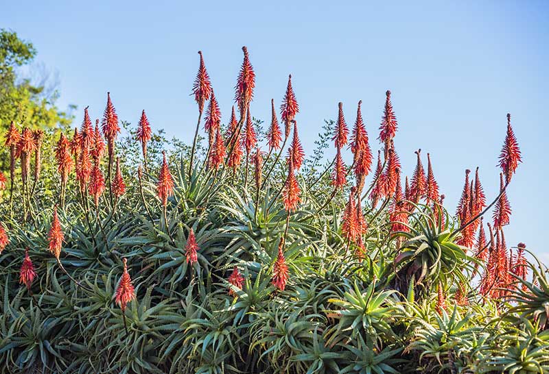 Aloe vera : plante, entretien, culture en pot