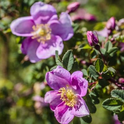 Rose de l'Arkansas - Rosa arkansana en fleur