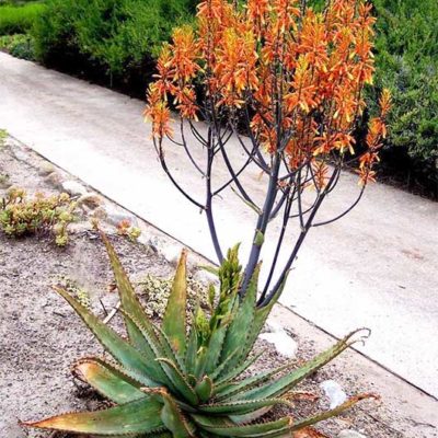 Aloe fosteri, aloès de Foster en fleurs