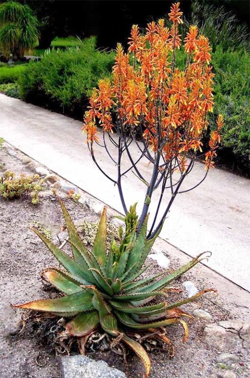 Aloe fosteri, aloès de Foster en fleurs