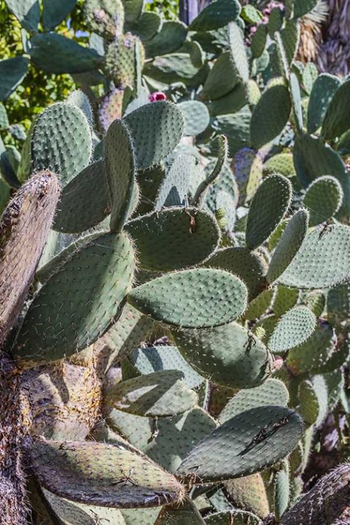 Opuntia leucotricha, cactus à poils blancs