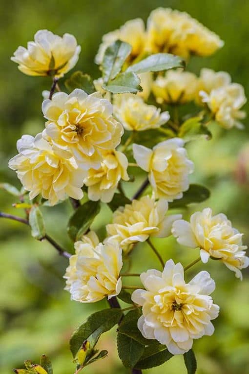 Rosier de Banks jaune à fleurs doubles, Rosa banksiae Lutea Plena