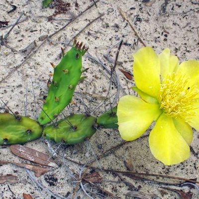 Opuntia pusilla alias Opuntia drummondii, l'oponce naine, en fleurs