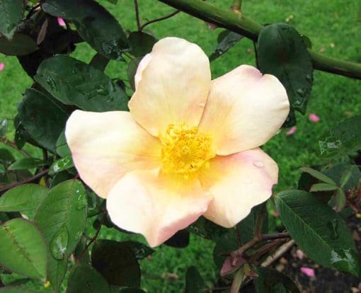 Rosa chinensis Mutabilis Yellow, rosier de Chine à fleurs changeantes 'Yellow'