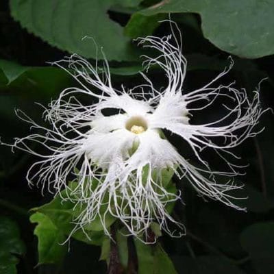 Fleur de Trichosanthes kirilowii, concombre japonais