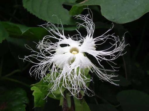 Fleur de Trichosanthes kirilowii, concombre japonais