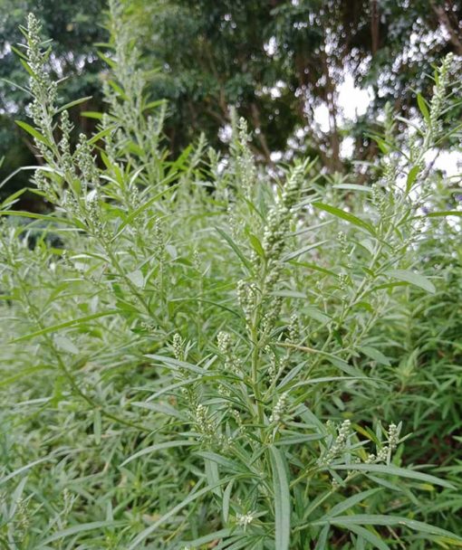Artemisia argyi, armoise chinoise