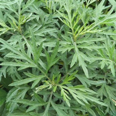 Artemisia argyi, armoise chinoise