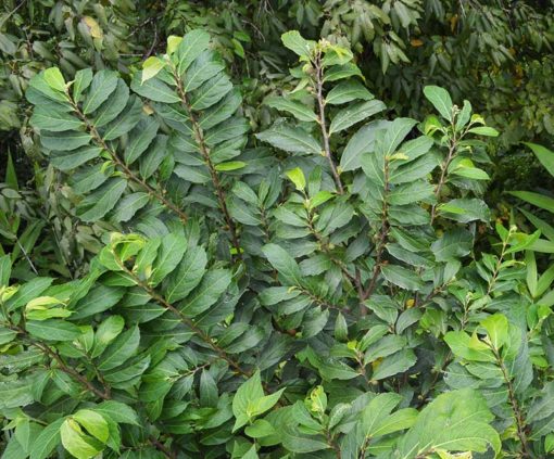 Ficus gasparriniana var laceratifolia, figuier nain de Chine