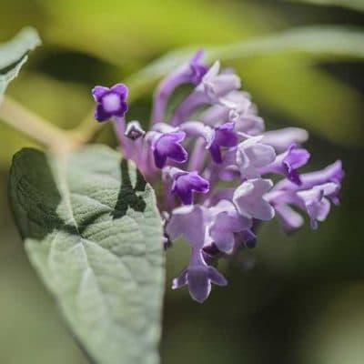 Fleur de Buddleia curviflora, buddléia aux fleurs courbes