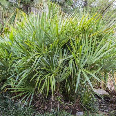 Palmier porc epic, Rhapidophyllum hystrix