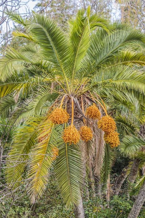 Phoenix reclinata, dattier du Sénégal