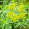 Floraison d'Euphorbia nereidum