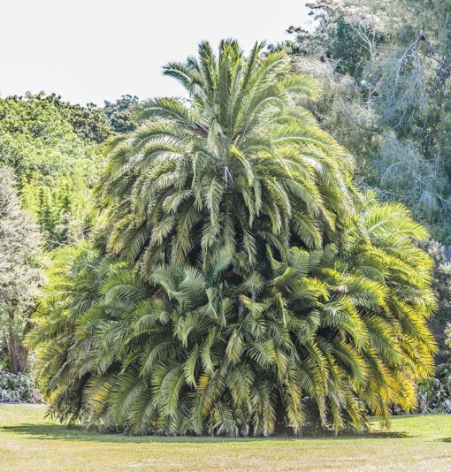 Phoenix reclinata, dattier du Sénégal