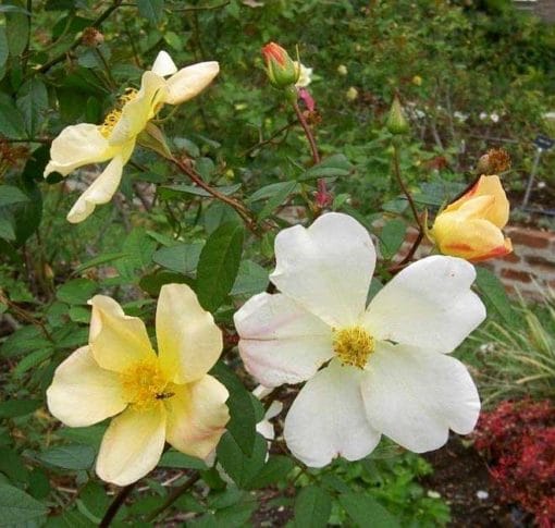 Fleurs de Rosa chinensis Yellow Mutabilis
