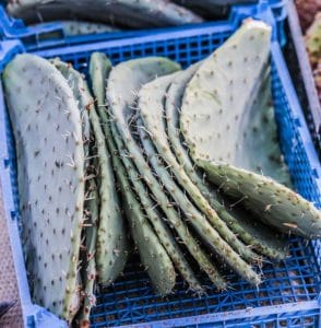 boutures de cactus, Opuntia, au séchage. Cette étape est indispensable pour bouturer un cactus.