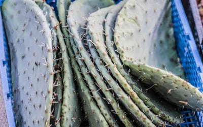 Comment bouturer un cactus et les plantes succulentes ?