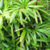 Feuillage de Rhapis humilis