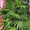 Rhapis humilis
