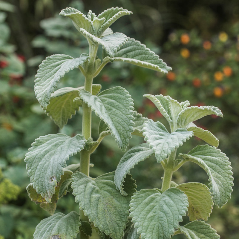 Feuillage de Plectranthus fragrantissimus