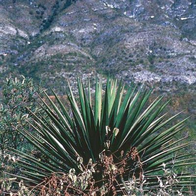 Yucca declinata, yucca déclinant, yucca horizontal