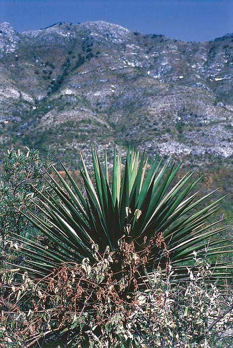 Yucca declinata, yucca déclinant, yucca horizontal