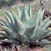 Agave havardiana, agave rustique en situation