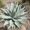 Agave havardiana, agave rustique à maturité