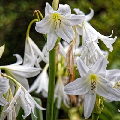 Crinole blanc, Crinum x powellii 'Album'