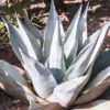 Agave havardiana